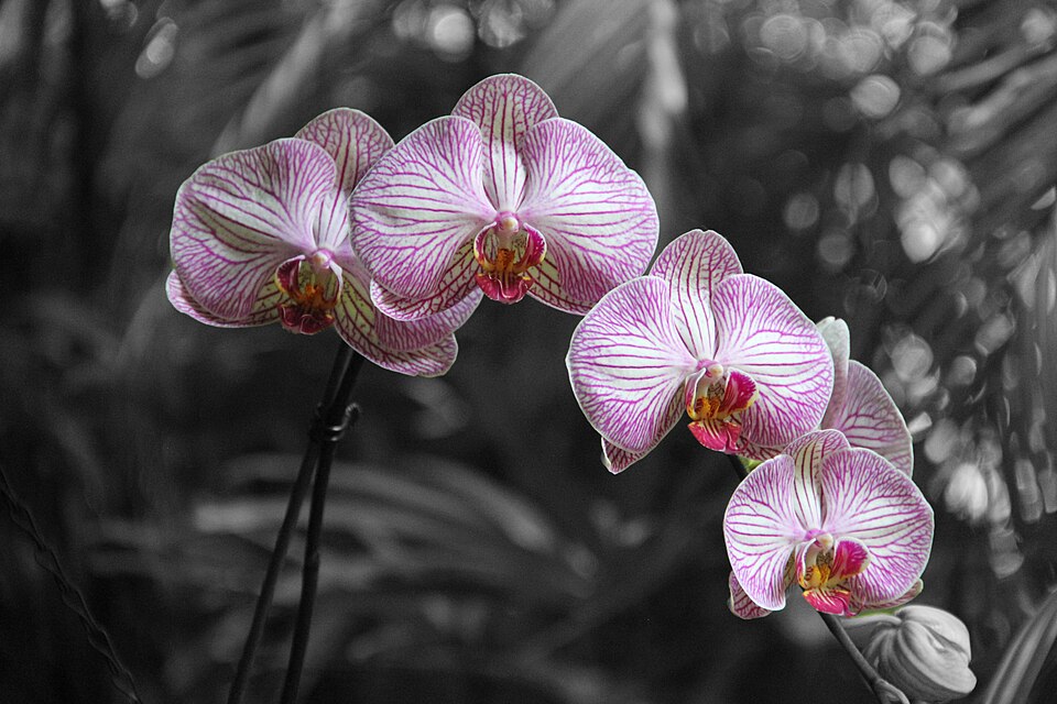 Pinecrest Gardens in Pinecrest, Florida